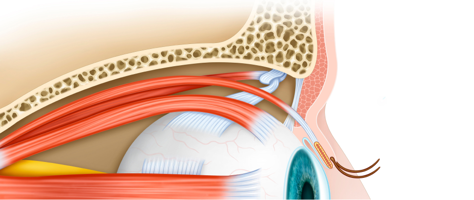 졸린 눈의 근본적인 원인 해결! 눈 뜨는 근육의 힘 UP